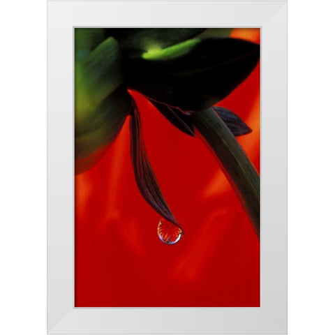 Red dahlia in a dew drop White Modern Wood Framed Art Print by Kirkland, Dennis