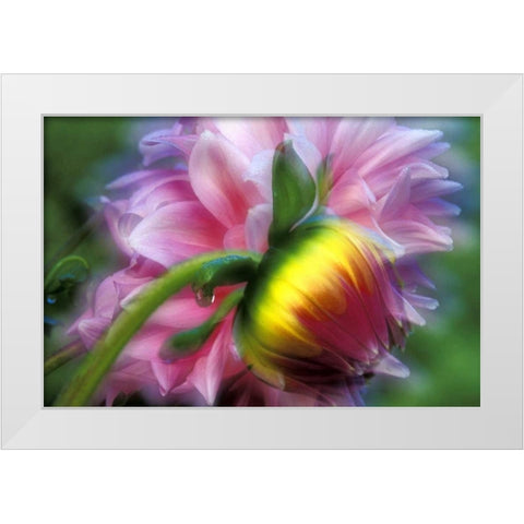 Abstract of dahlia and bud White Modern Wood Framed Art Print by Kirkland, Dennis