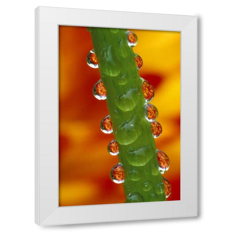 Flowers reflected in dew drops on dahlia stem White Modern Wood Framed Art Print by Kirkland, Dennis