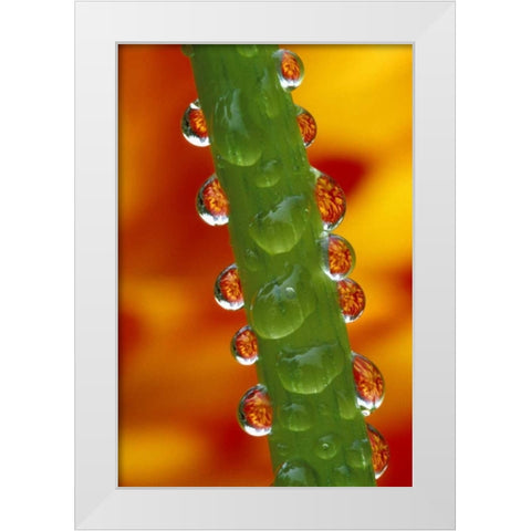 Flowers reflected in dew drops on dahlia stem White Modern Wood Framed Art Print by Kirkland, Dennis