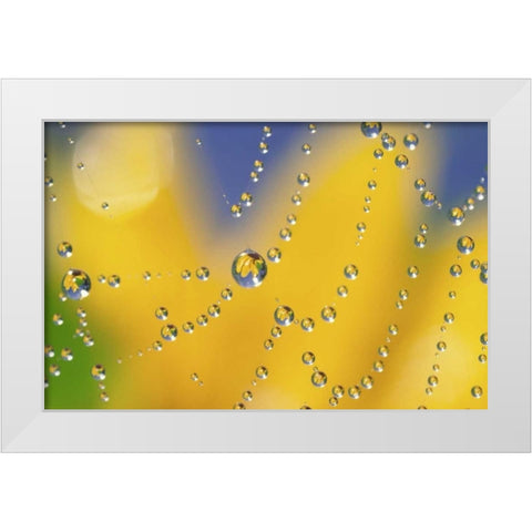 Web with dew reflecting black-eyed Susan flower White Modern Wood Framed Art Print by Satushek, Steve
