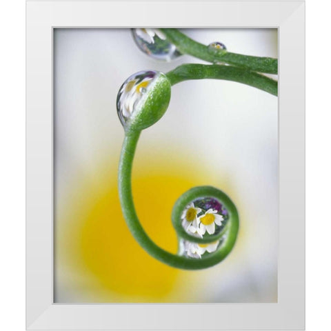 Dew on pea tendril reflecting daisy flowers White Modern Wood Framed Art Print by Satushek, Steve