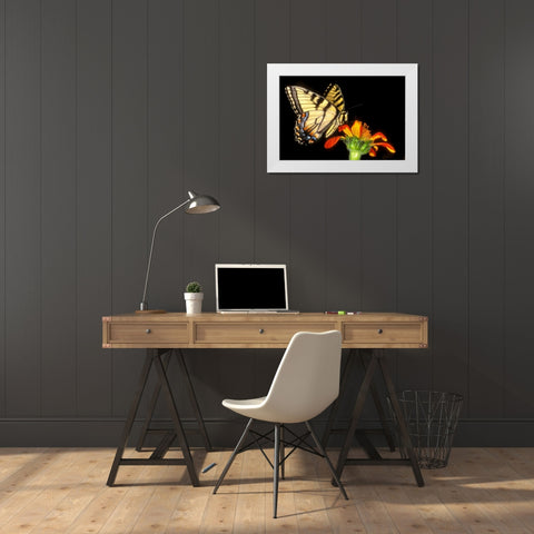 Western tiger swallowtail butterfly on flower White Modern Wood Framed Art Print by Welling, Dave