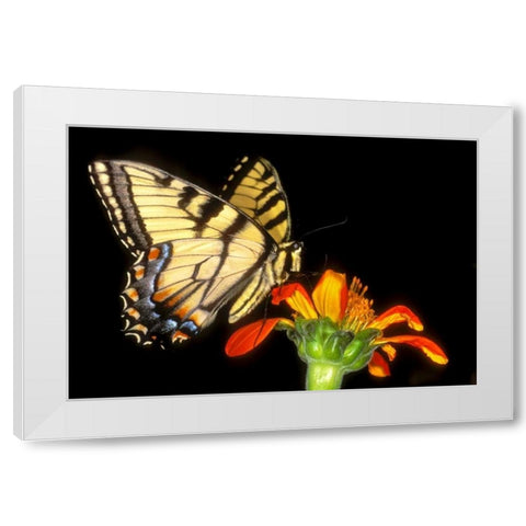Western tiger swallowtail butterfly on flower White Modern Wood Framed Art Print by Welling, Dave