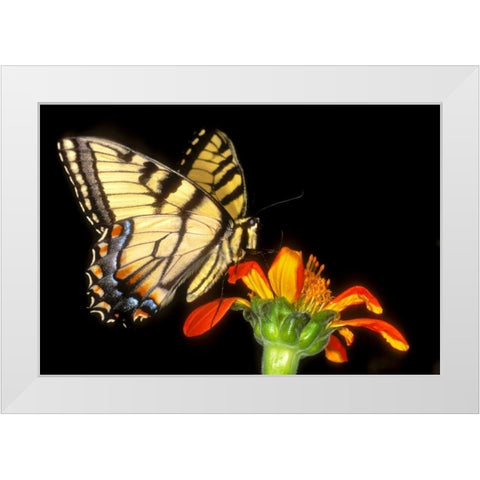 Western tiger swallowtail butterfly on flower White Modern Wood Framed Art Print by Welling, Dave