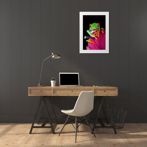 Captive red-eyed tree frog on bromeliad flower White Modern Wood Framed Art Print by Welling, Dave