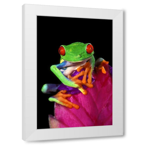 Captive red-eyed tree frog on bromeliad flower White Modern Wood Framed Art Print by Welling, Dave
