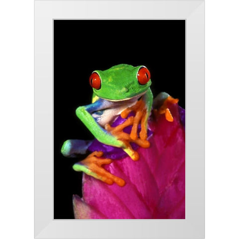 Captive red-eyed tree frog on bromeliad flower White Modern Wood Framed Art Print by Welling, Dave