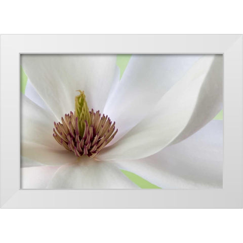 Detail of magnolia flower White Modern Wood Framed Art Print by Paulson, Don