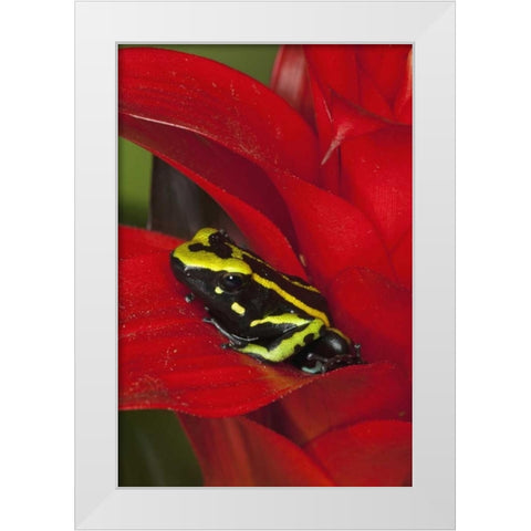 Amazon Basin Three-stripe dart frog White Modern Wood Framed Art Print by Flaherty, Dennis