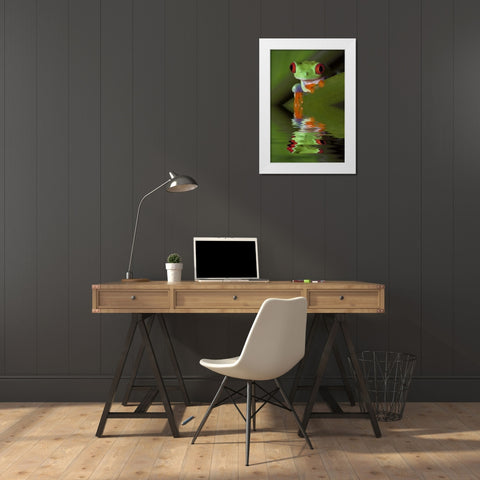 Reflection of red-eyed tree frog in water White Modern Wood Framed Art Print by Flaherty, Dennis