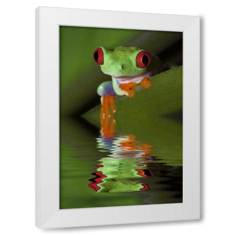 Reflection of red-eyed tree frog in water White Modern Wood Framed Art Print by Flaherty, Dennis