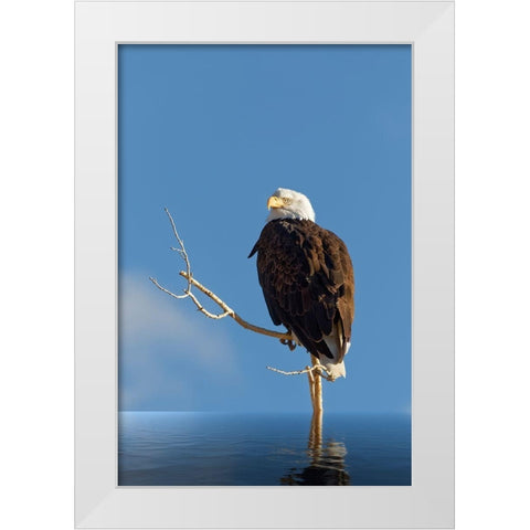 Composite of bald eagle on branch protruding from water White Modern Wood Framed Art Print by Jaynes Gallery