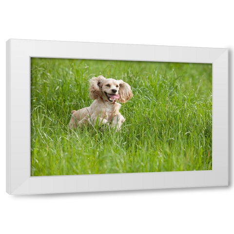 Cocker spaniel running in tall grass White Modern Wood Framed Art Print by Jaynes Gallery