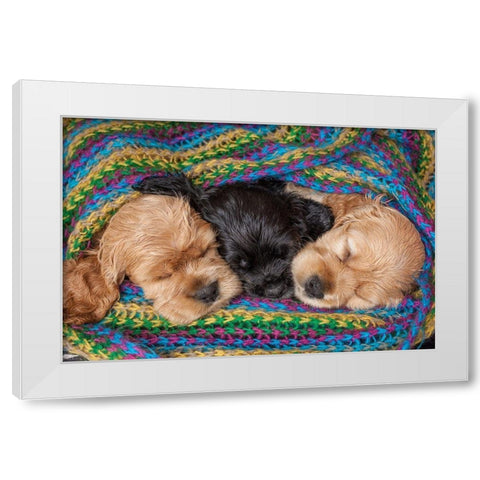 Cocker spaniel puppies sleeping in blanket White Modern Wood Framed Art Print by Jaynes Gallery