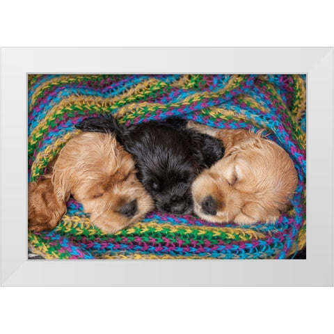 Cocker spaniel puppies sleeping in blanket White Modern Wood Framed Art Print by Jaynes Gallery