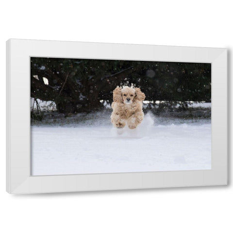 Cocker spaniel running in snow White Modern Wood Framed Art Print by Jaynes Gallery