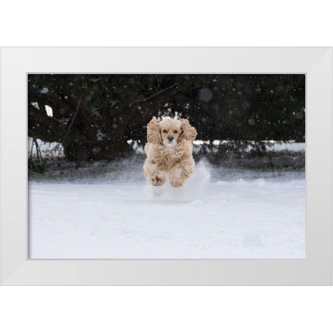 Cocker spaniel running in snow White Modern Wood Framed Art Print by Jaynes Gallery