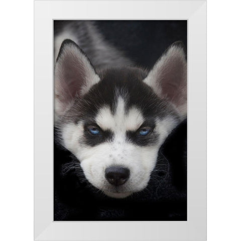 Siberian husky puppy close-up White Modern Wood Framed Art Print by Jaynes Gallery