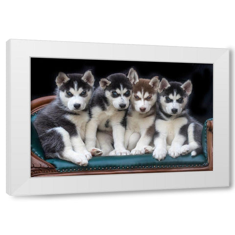 Siberian husky puppies on couch White Modern Wood Framed Art Print by Jaynes Gallery