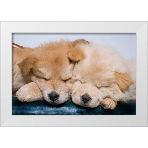 Close-up of two chow puppies sleeping White Modern Wood Framed Art Print by Jaynes Gallery