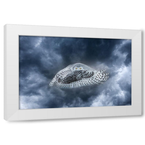 Canada-Composite of female snowy owl in flight White Modern Wood Framed Art Print by Jaynes Gallery