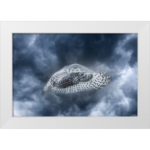 Canada-Composite of female snowy owl in flight White Modern Wood Framed Art Print by Jaynes Gallery