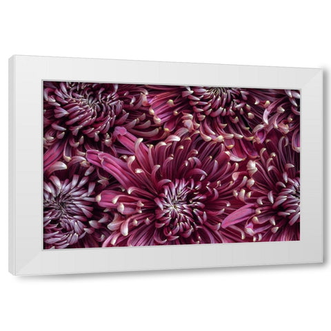 Chrysanthemums (mums). White Modern Wood Framed Art Print by Jaynes Gallery