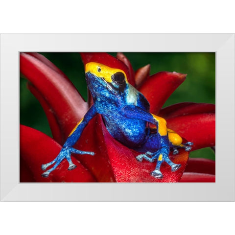 Close-up of poison dart frog on plant. White Modern Wood Framed Art Print by Jaynes Gallery