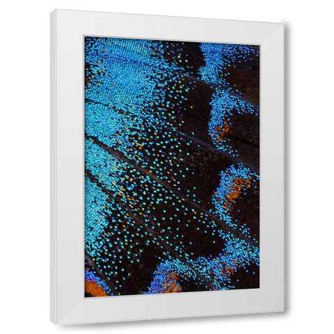 Red-spotted purple butterfly-Limenitis arthemis White Modern Wood Framed Art Print by Gulin, Darrell