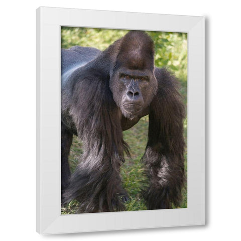 Portrait of Critically Endangered Western Lowland Gorilla White Modern Wood Framed Art Print by Garber, Howie
