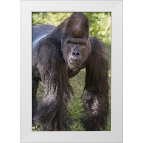 Portrait of Critically Endangered Western Lowland Gorilla White Modern Wood Framed Art Print by Garber, Howie