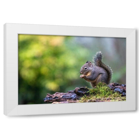 Douglas Squirrel standing on a log eating a nut White Modern Wood Framed Art Print by Horton, Janet