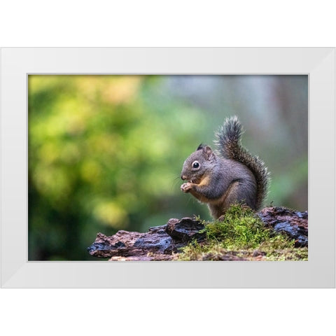 Douglas Squirrel standing on a log eating a nut White Modern Wood Framed Art Print by Horton, Janet