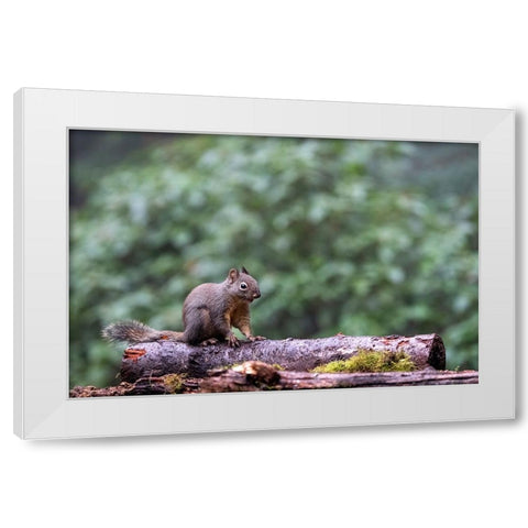Douglas Squirrel standing on a log White Modern Wood Framed Art Print by Horton, Janet
