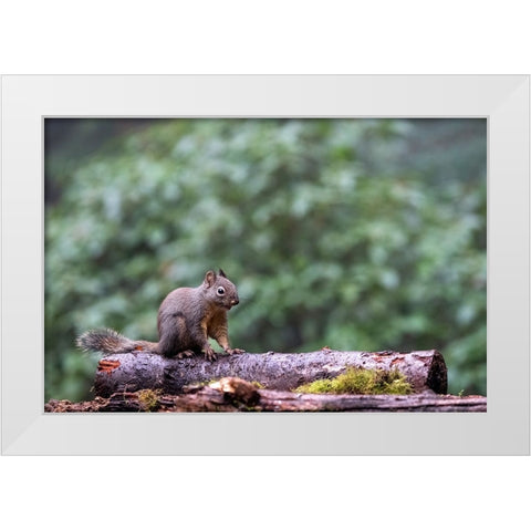 Douglas Squirrel standing on a log White Modern Wood Framed Art Print by Horton, Janet