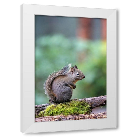 Douglas Squirrel standing on a log White Modern Wood Framed Art Print by Horton, Janet