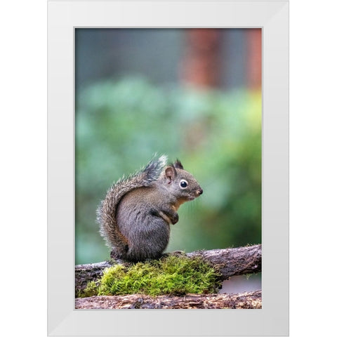 Douglas Squirrel standing on a log White Modern Wood Framed Art Print by Horton, Janet