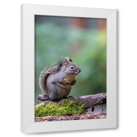 Douglas Squirrel standing on a log White Modern Wood Framed Art Print by Horton, Janet