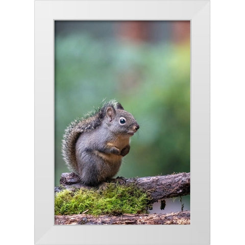 Douglas Squirrel standing on a log White Modern Wood Framed Art Print by Horton, Janet