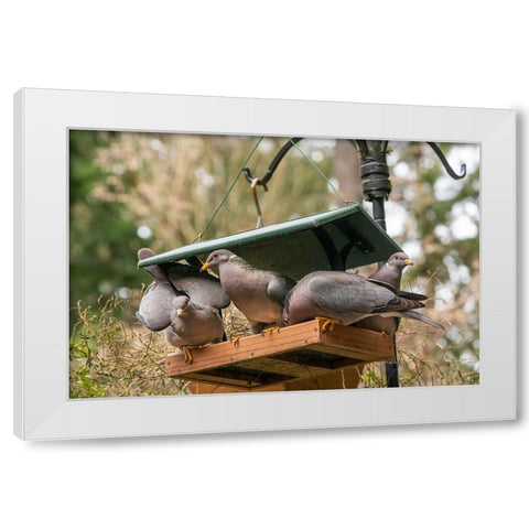Flock of Band-tailed Pigeons cramming into a birdfeeder White Modern Wood Framed Art Print by Horton, Janet