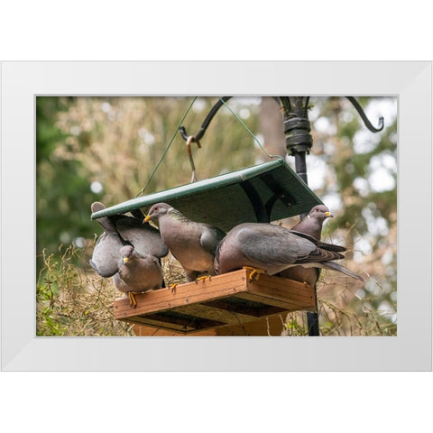 Flock of Band-tailed Pigeons cramming into a birdfeeder White Modern Wood Framed Art Print by Horton, Janet
