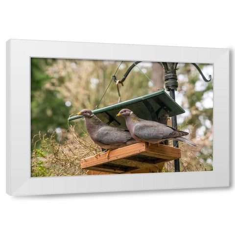 Two Band-tailed Pigeons in a birdfeeder White Modern Wood Framed Art Print by Horton, Janet