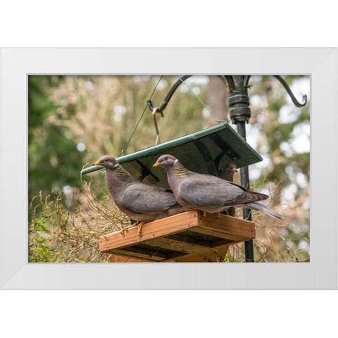 Two Band-tailed Pigeons in a birdfeeder White Modern Wood Framed Art Print by Horton, Janet