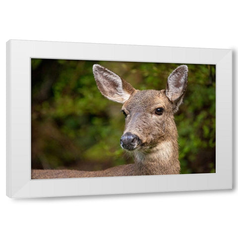Black-tailed doe White Modern Wood Framed Art Print by Horton, Janet