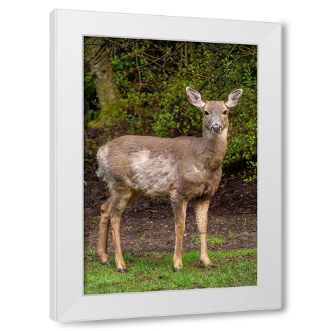 Black-tailed doe with mange White Modern Wood Framed Art Print by Horton, Janet