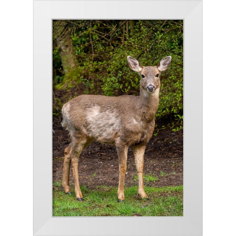 Black-tailed doe with mange White Modern Wood Framed Art Print by Horton, Janet