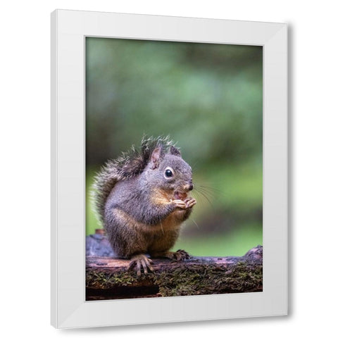 Douglas Squirrel standing on a log eating a peanut White Modern Wood Framed Art Print by Horton, Janet