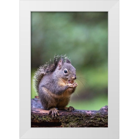 Douglas Squirrel standing on a log eating a peanut White Modern Wood Framed Art Print by Horton, Janet
