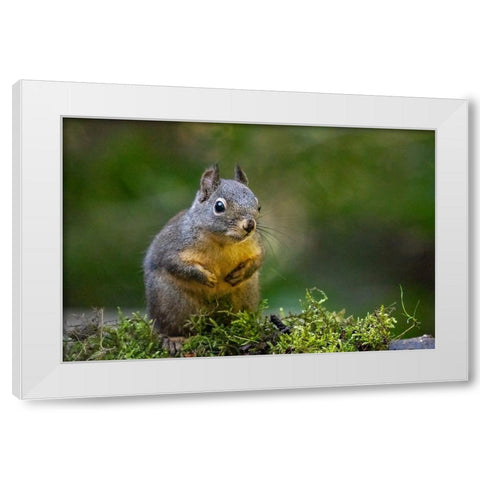 Douglas Squirrel standing on back paws on a moss-covered log White Modern Wood Framed Art Print by Horton, Janet